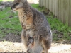 Kangaroo Island Kangaroo Family