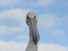 Kangaroo Island Pelican