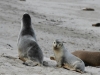 Kangaroo Island Seal Family