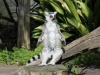 Melbourne Zoo Lemur