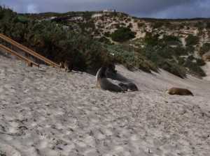 Australia 2012 - Seal Bay